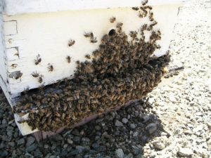 Busy hives